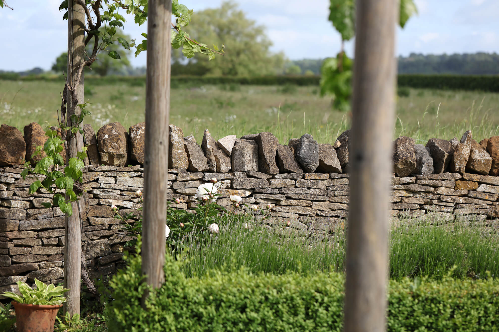 drystone wall, ox hedge and lavender in country garden