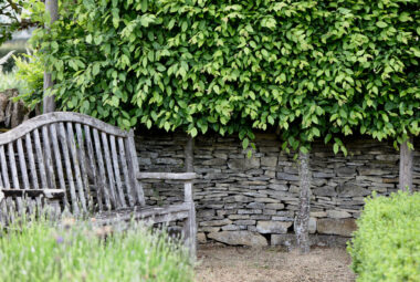 pleached hornbeam trees against drystone wall with garden bench