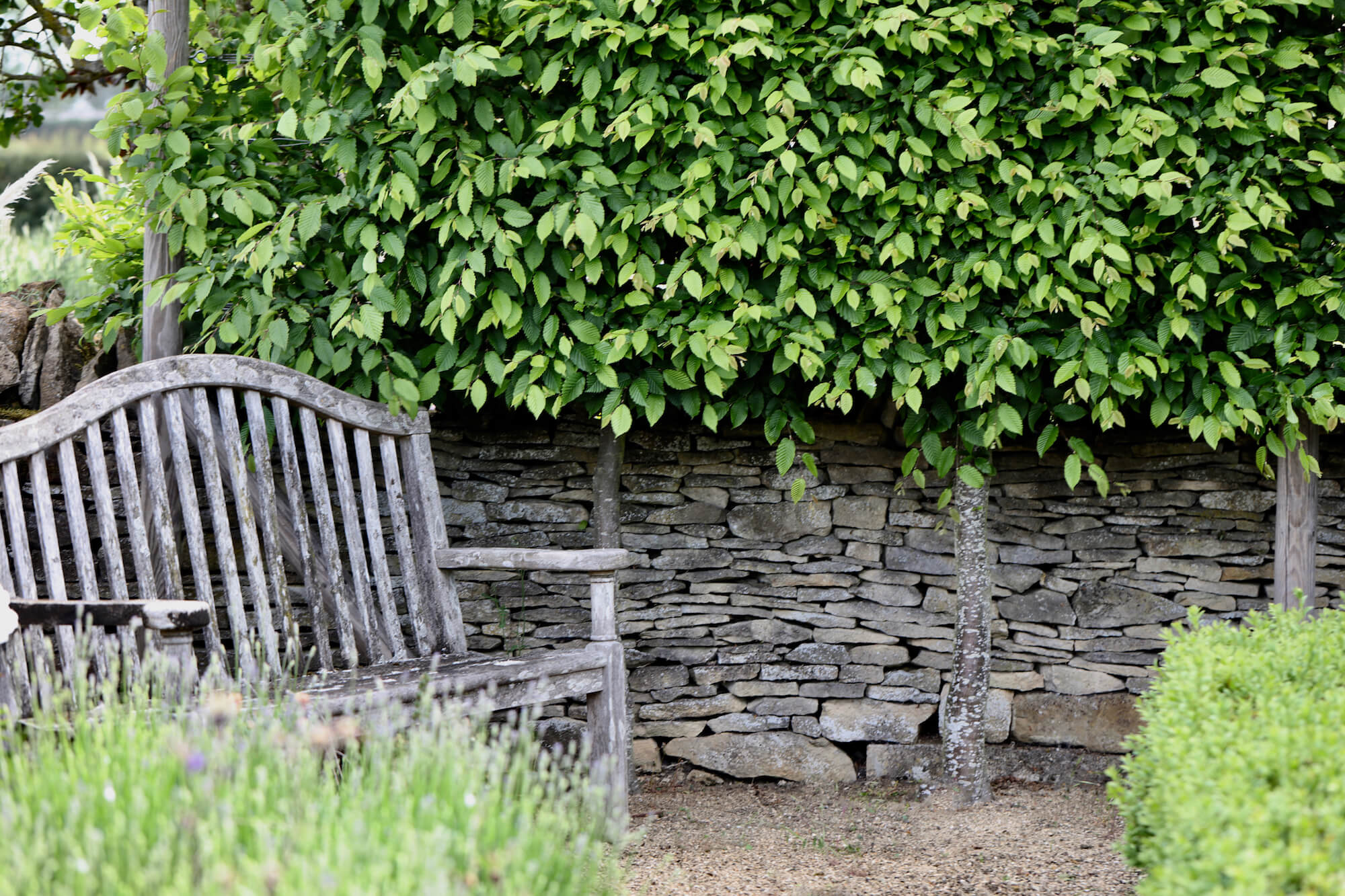 pleached hornbeam trees against drystone wall with garden bench