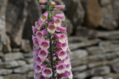 giant ombre coloured foxglove flower