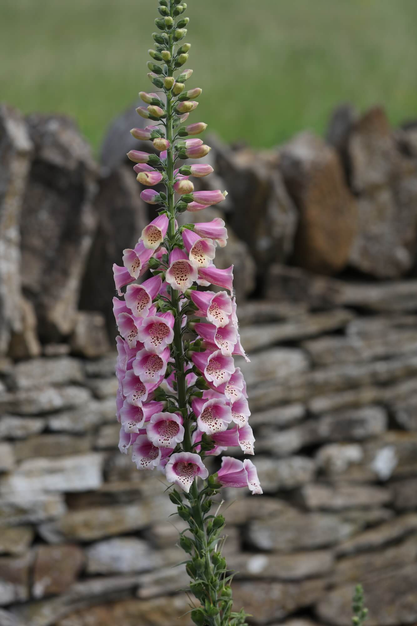 giant ombre coloured foxglove flower