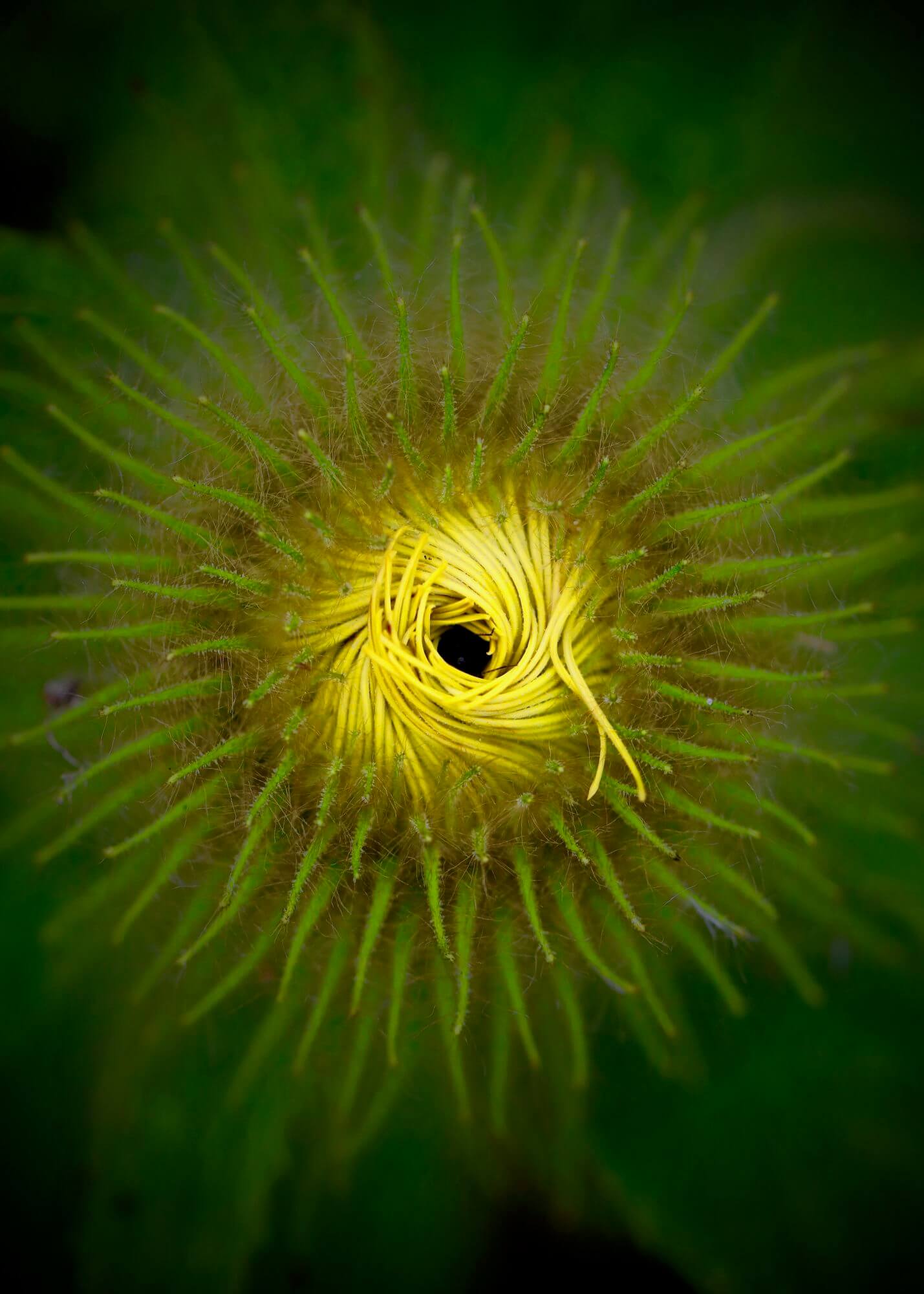 a yellow sunflower about to unfurl