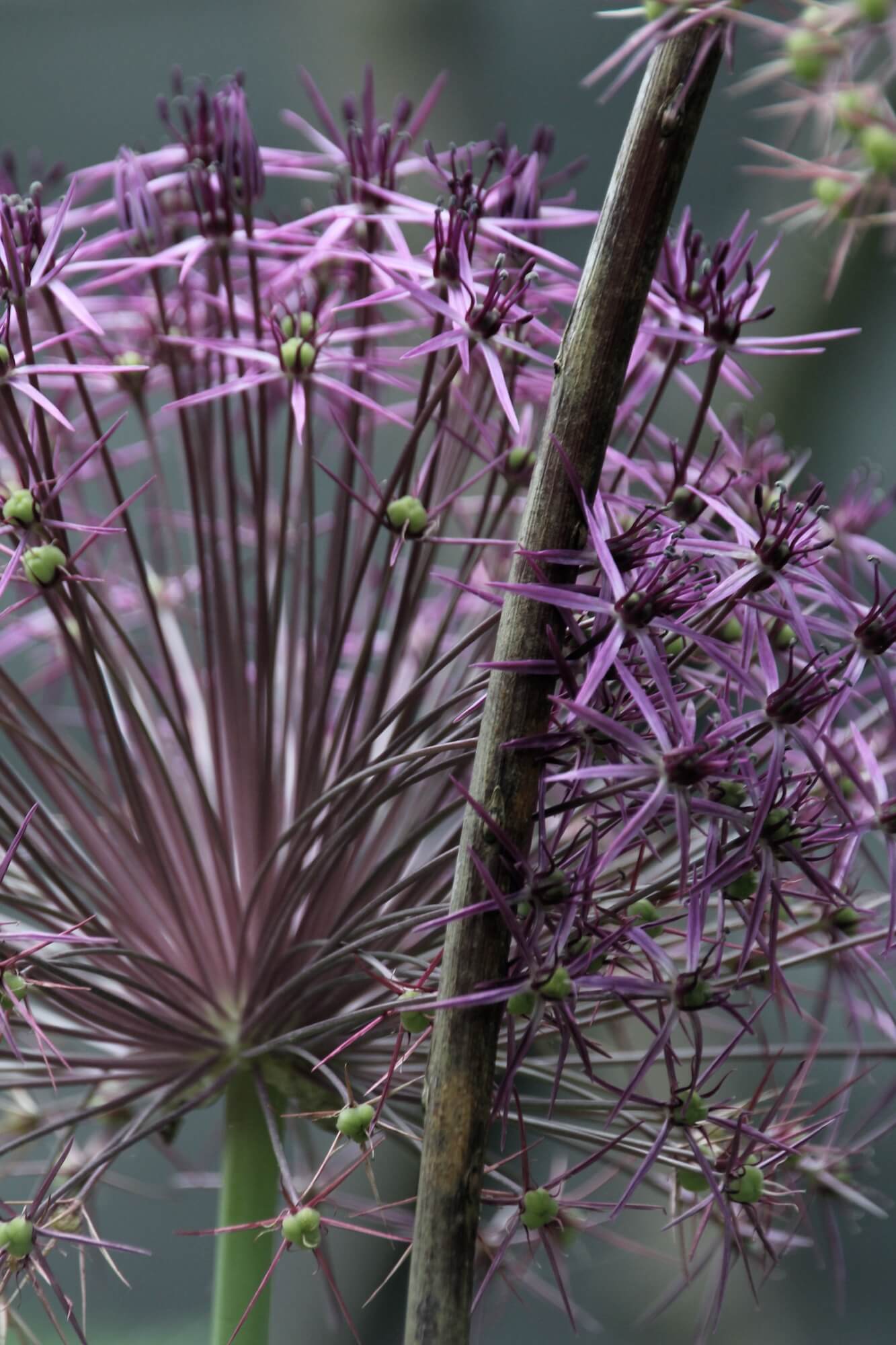 allium in flower