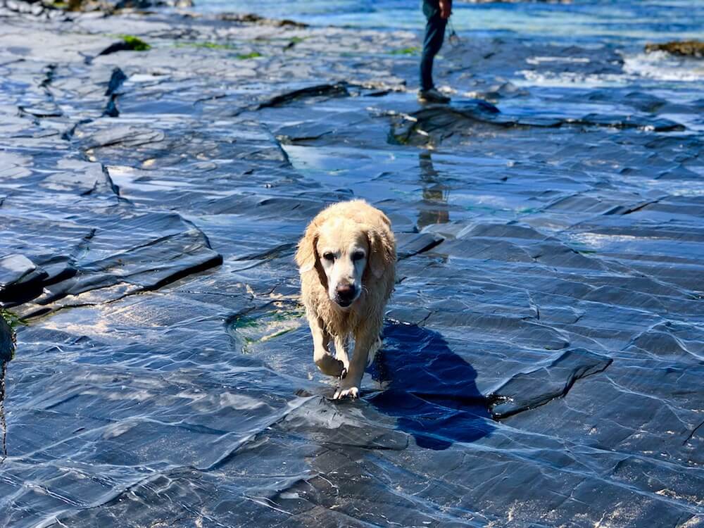 a girl golden retriever in Constantine Bay Cornwall on blue water
