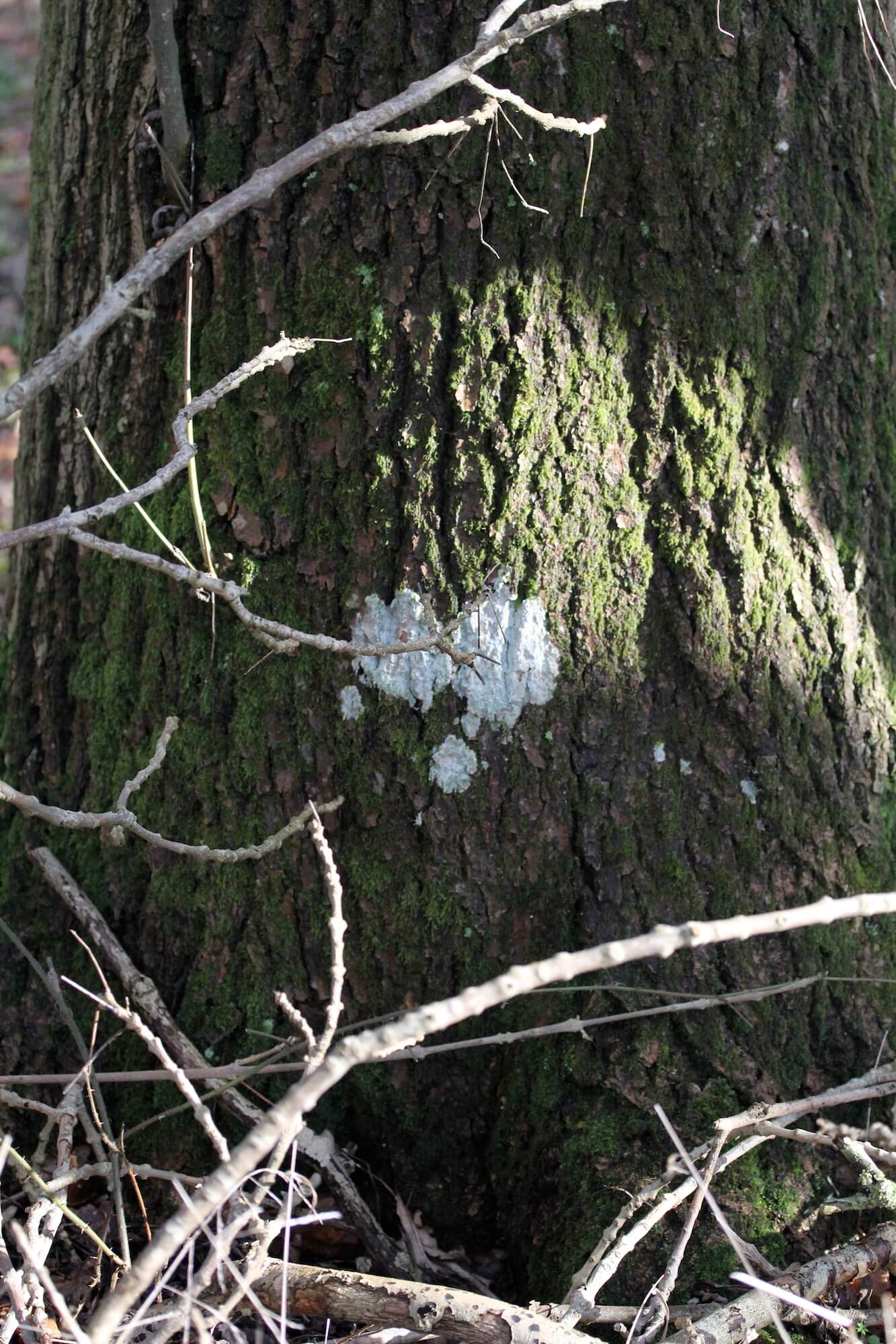 ancient wood tree trunk with white lichen in the shape of a heart