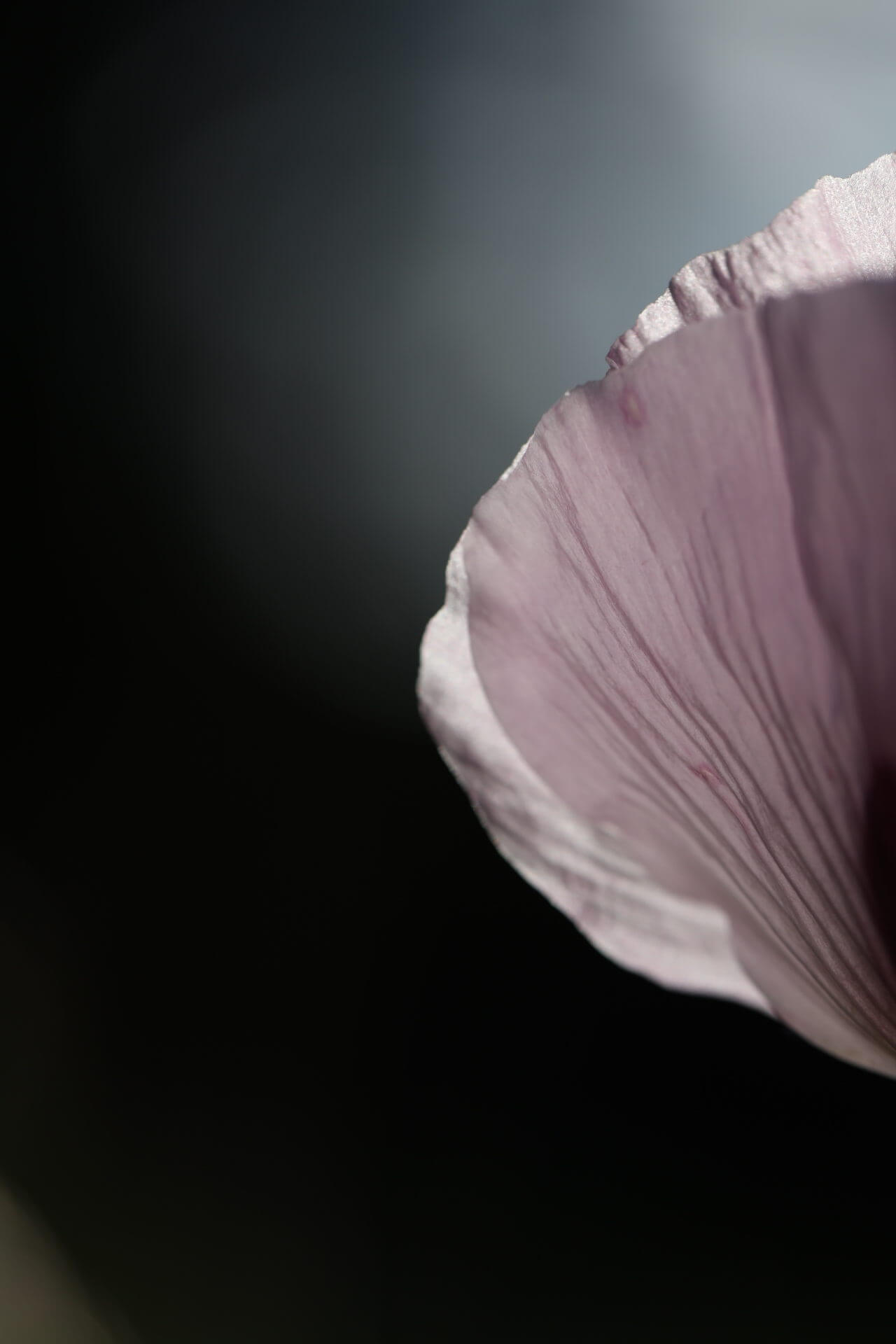 a pink Poppy petal on a black background