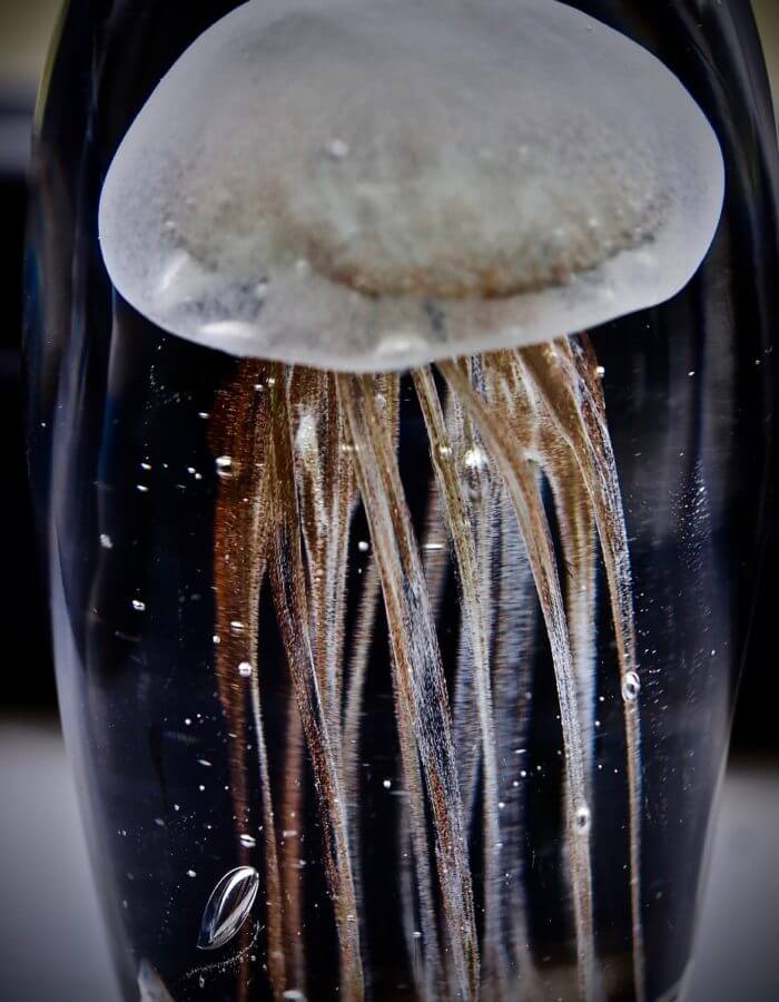jelly fish embalmed in glass