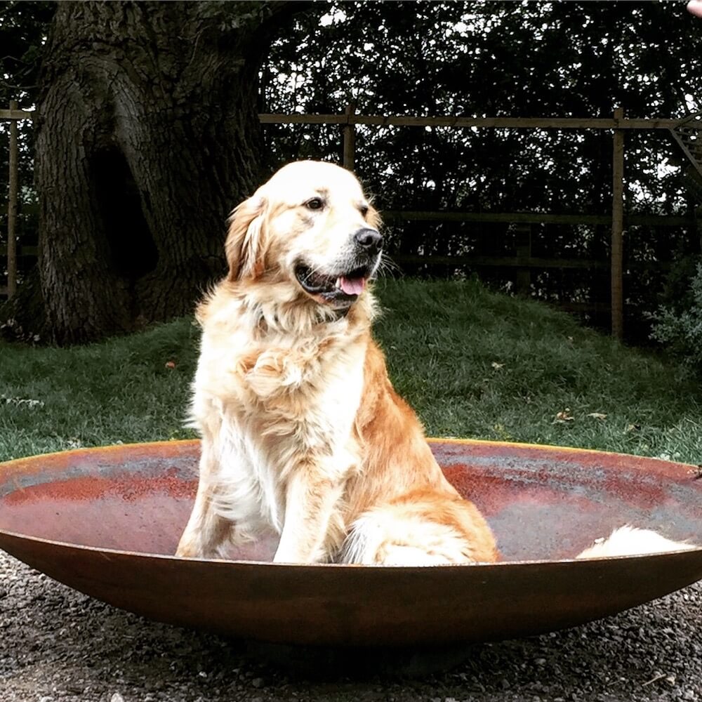 golden retriever male dog in a garden pot