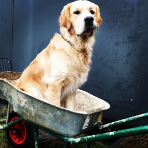 Golden retriever dog in a wheelbarrow