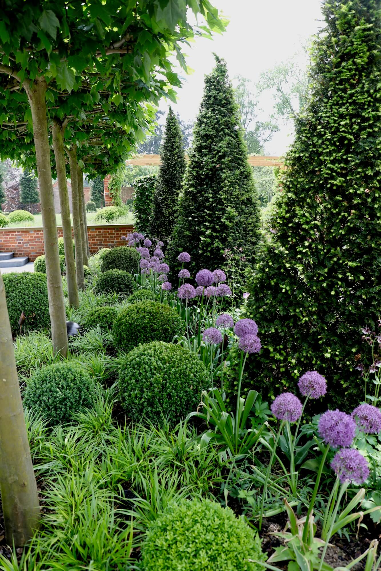 topiary cones and balls with alliums in purple and grasses