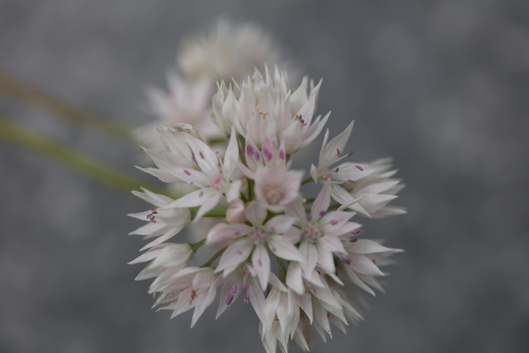 allium graceful flower head