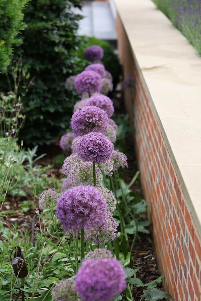 allium flowers in a row in Harpsden Wood House long borders