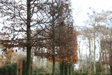 autumn landscape Harpsden Wood House in Henley-on-Thames with green grounds and gardens designed by Hendy Curzon Gardens