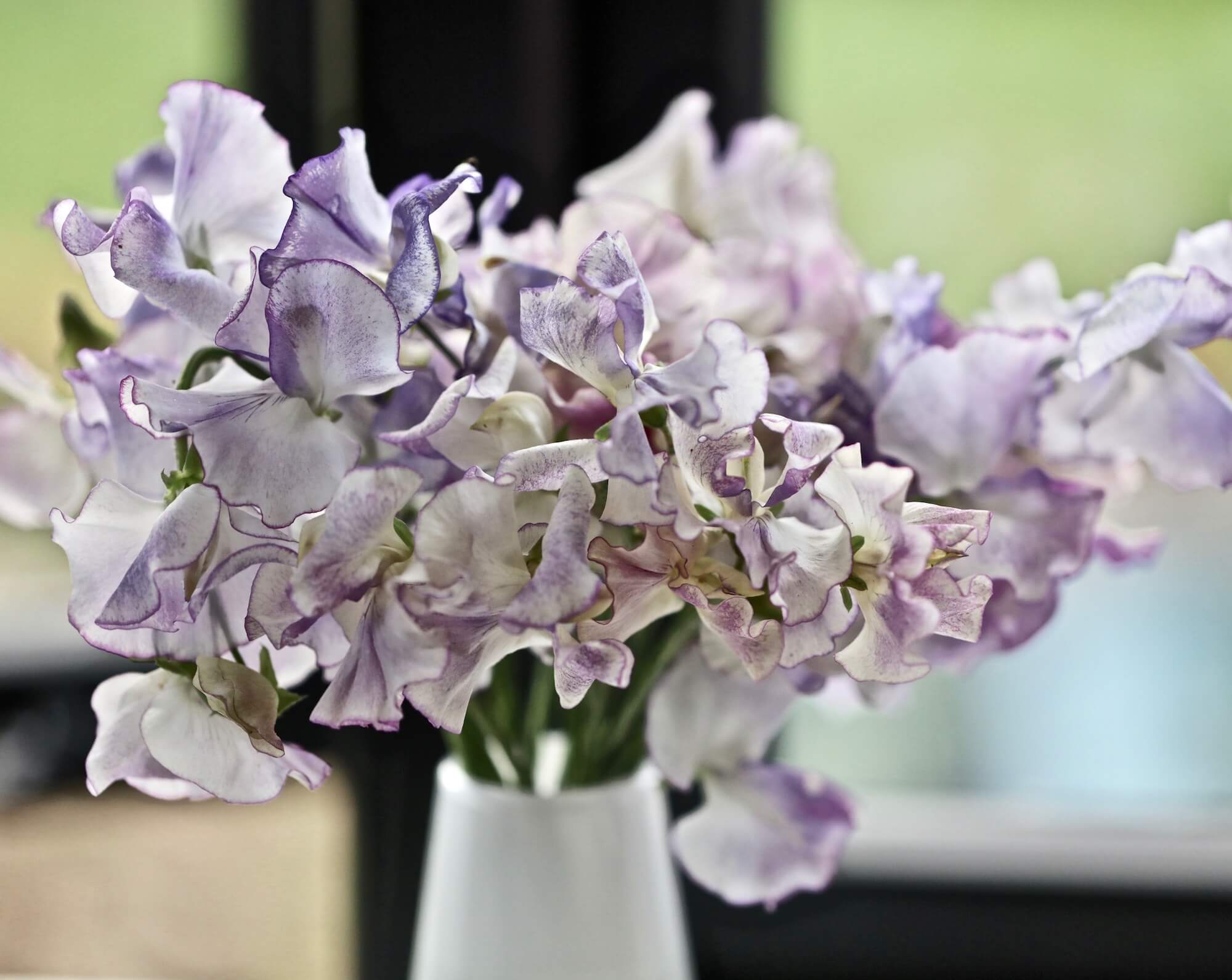 Sweet Peas in a vase in pastel shades from a September garden