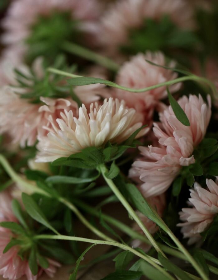 cut flowers in Apricot colour