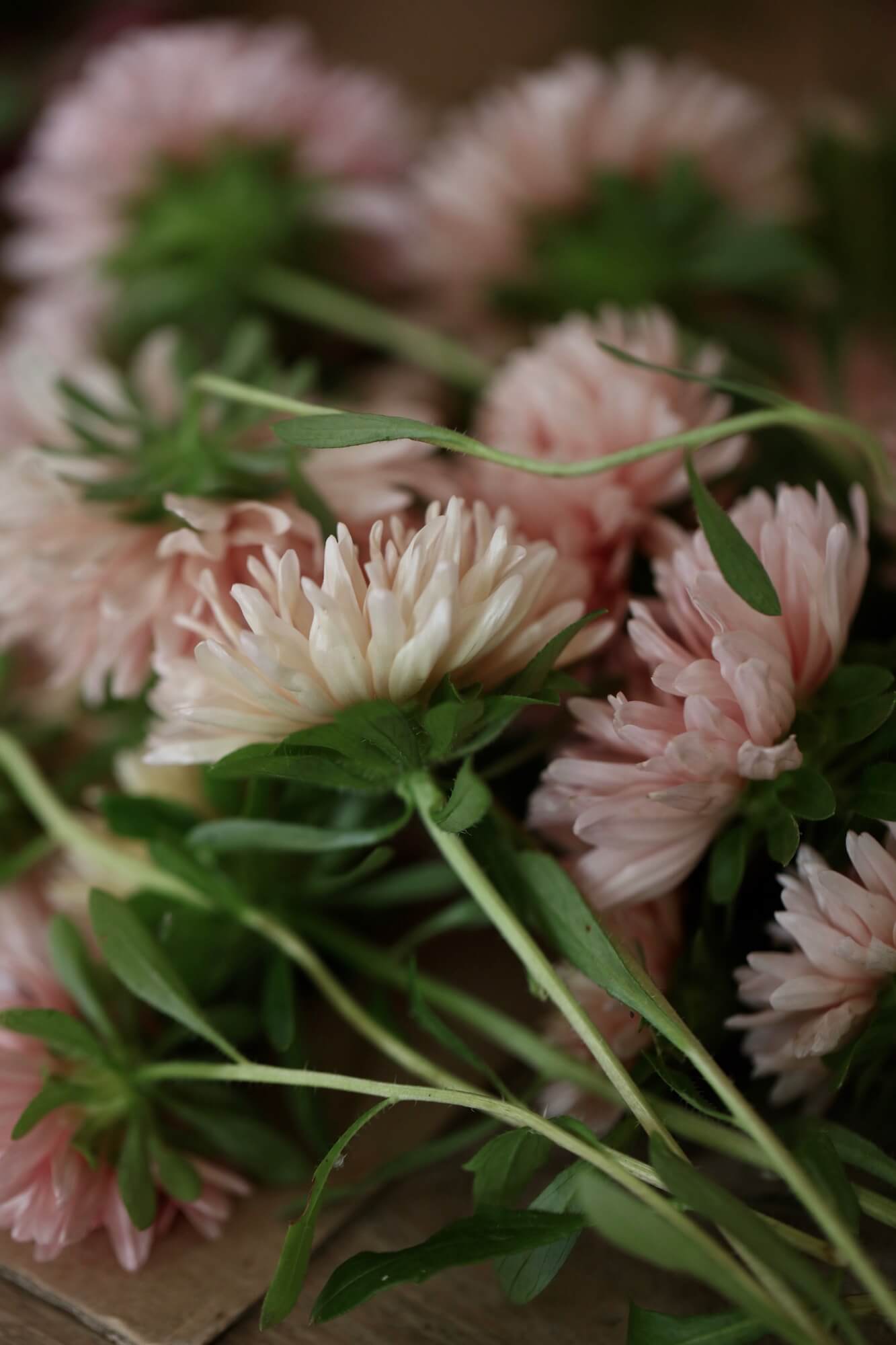 cut flowers in Apricot colour