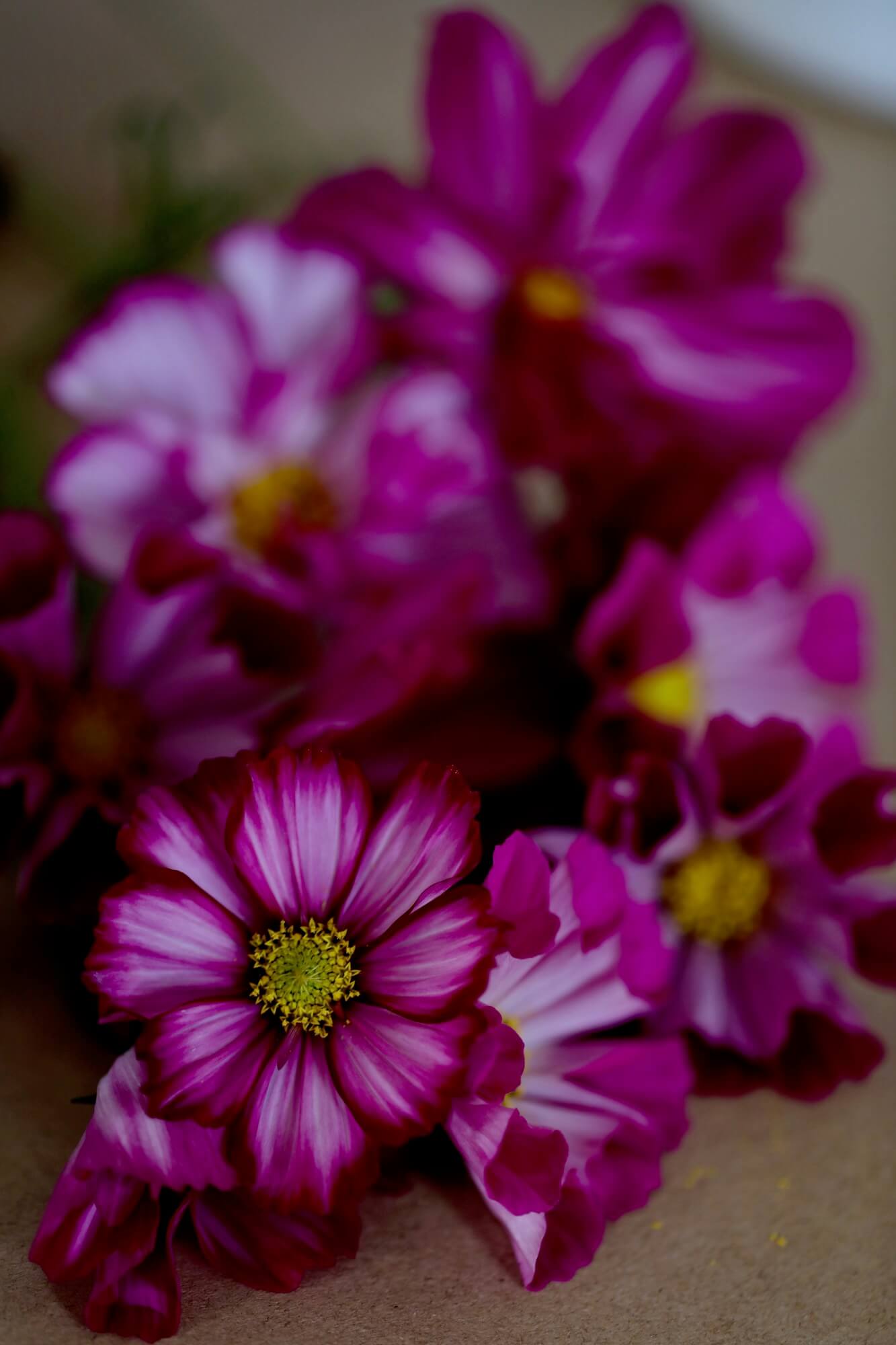 magenta pink cosmos flowers from a September garden