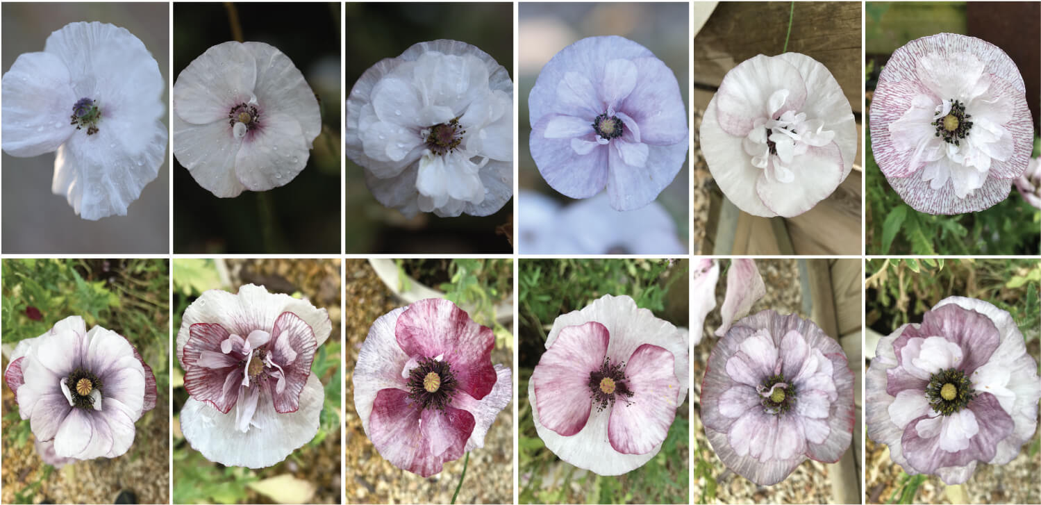 12 headshots of pandora poppies from the same seed batch showing how many variations you can get