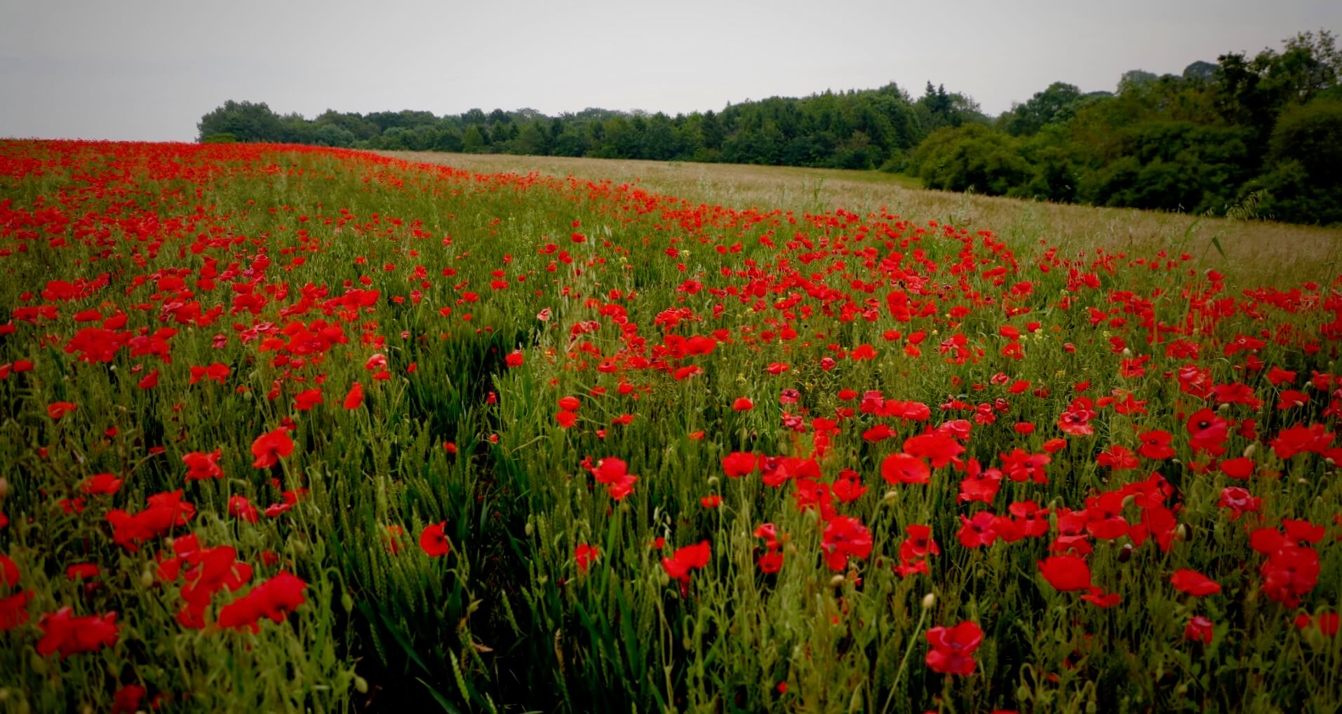 a field of red poppies