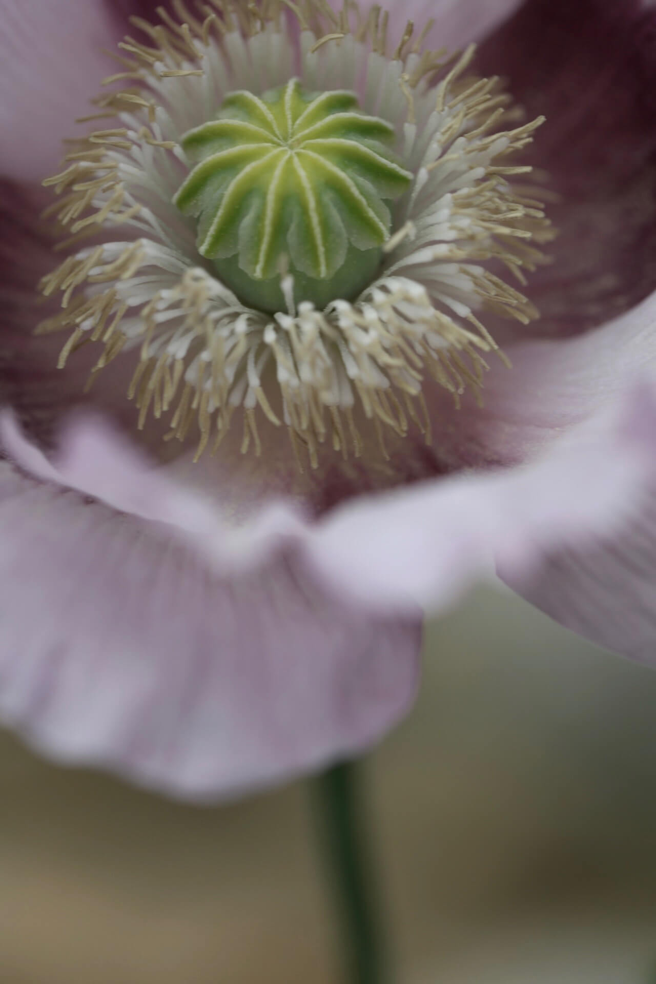 a pink and grey poppy close up