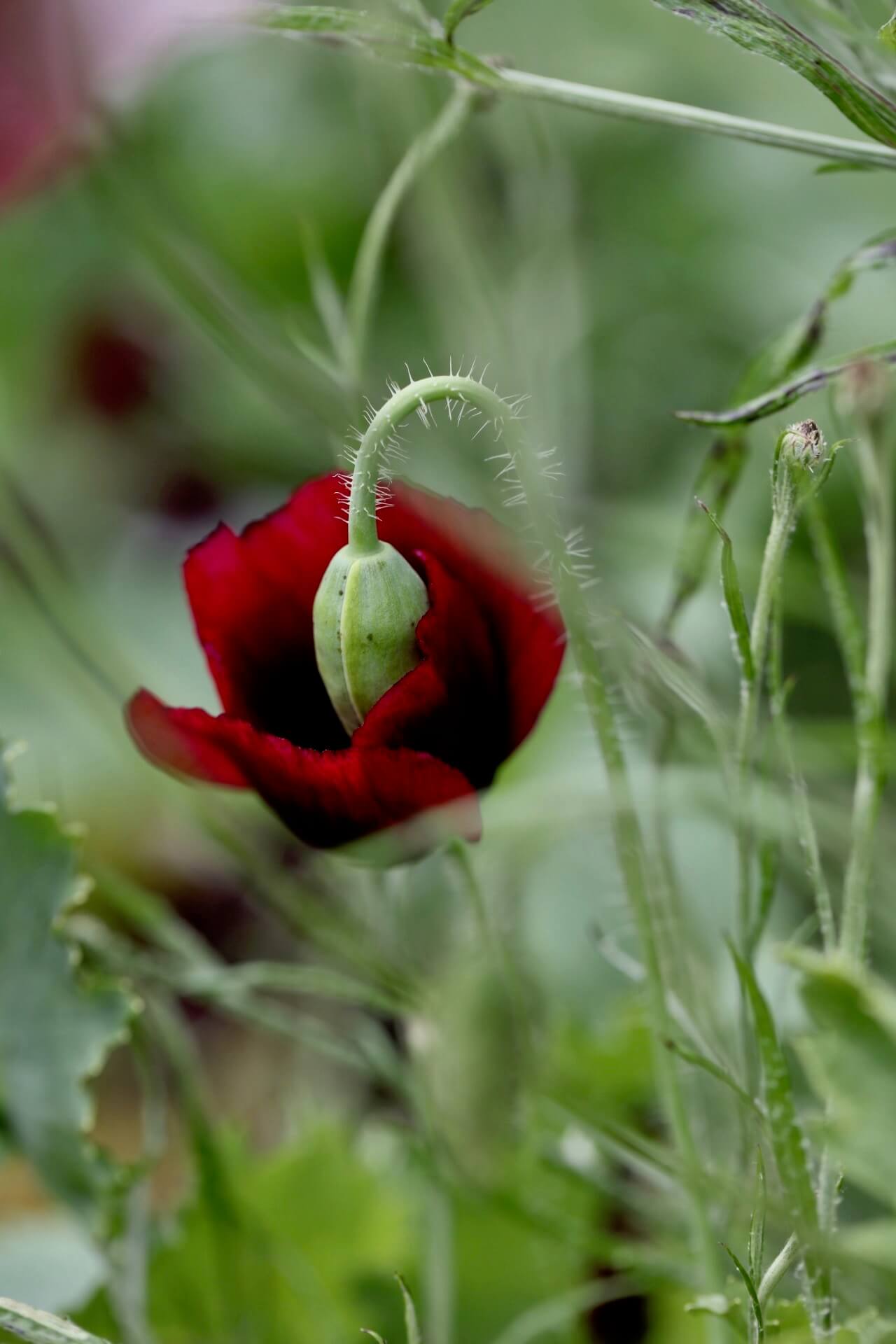 black and red poppy