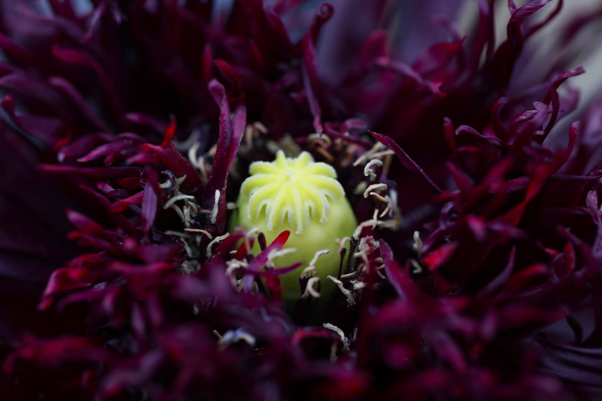 black peony poppy close up