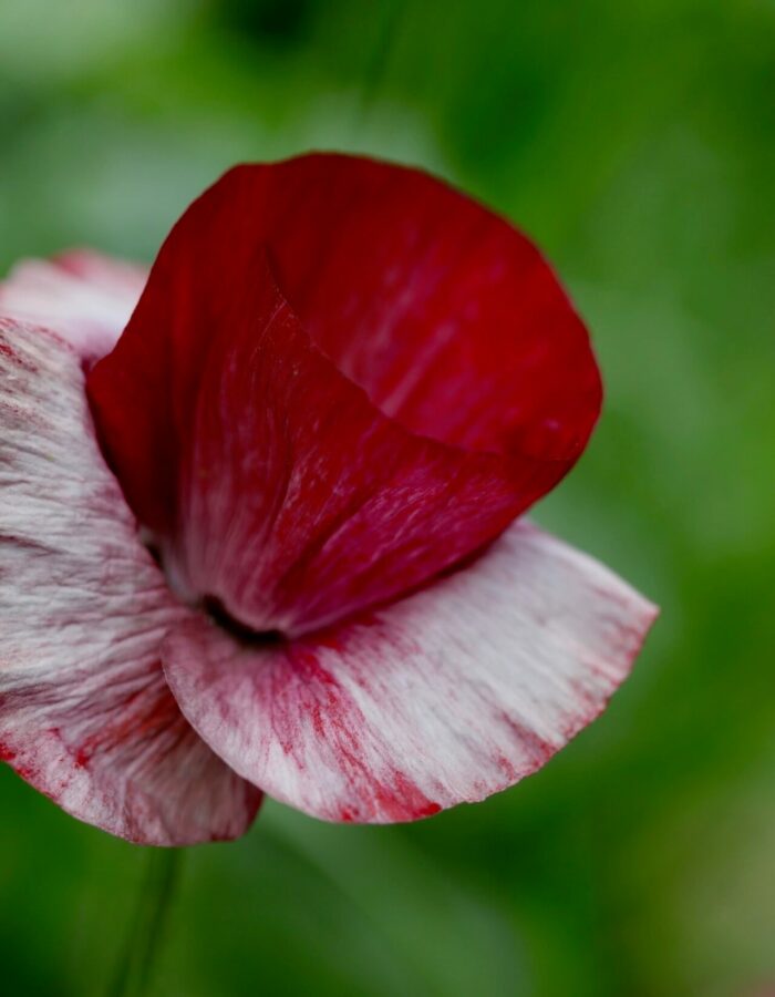 a fluted red and white pandora poppy close up