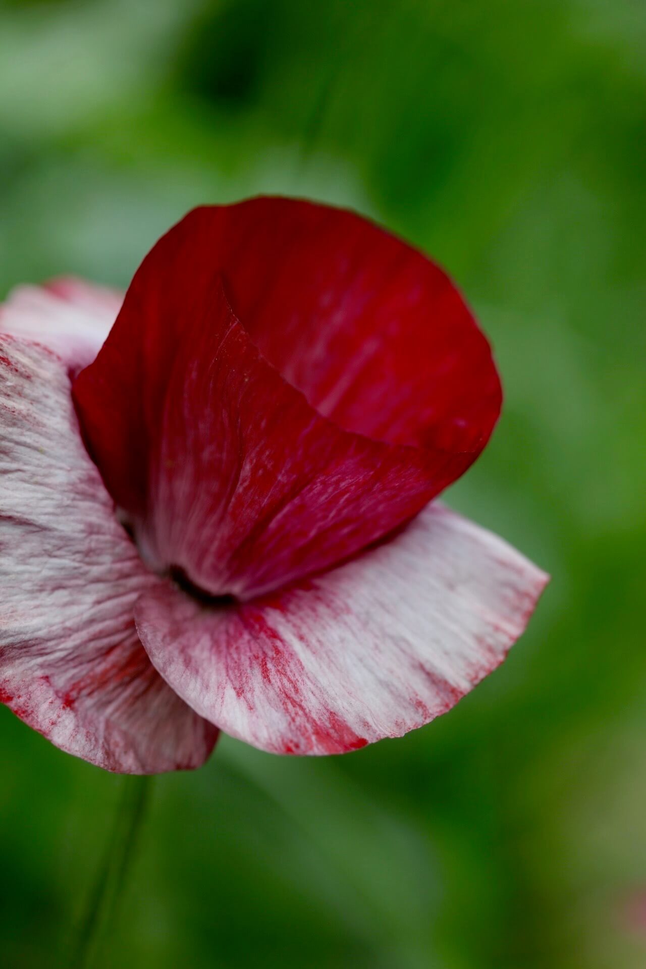 a fluted red and white pandora poppy close up