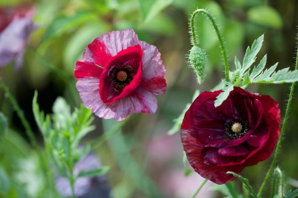 Poppies with attitude in pinks, reds and purples