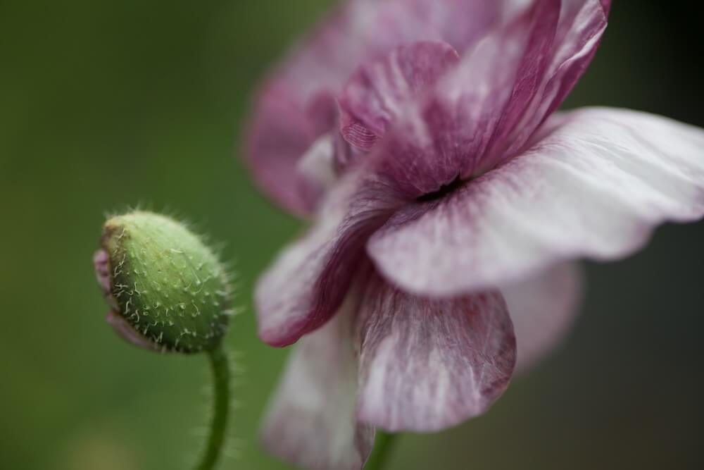 pink and aubergine striped pandora poppy