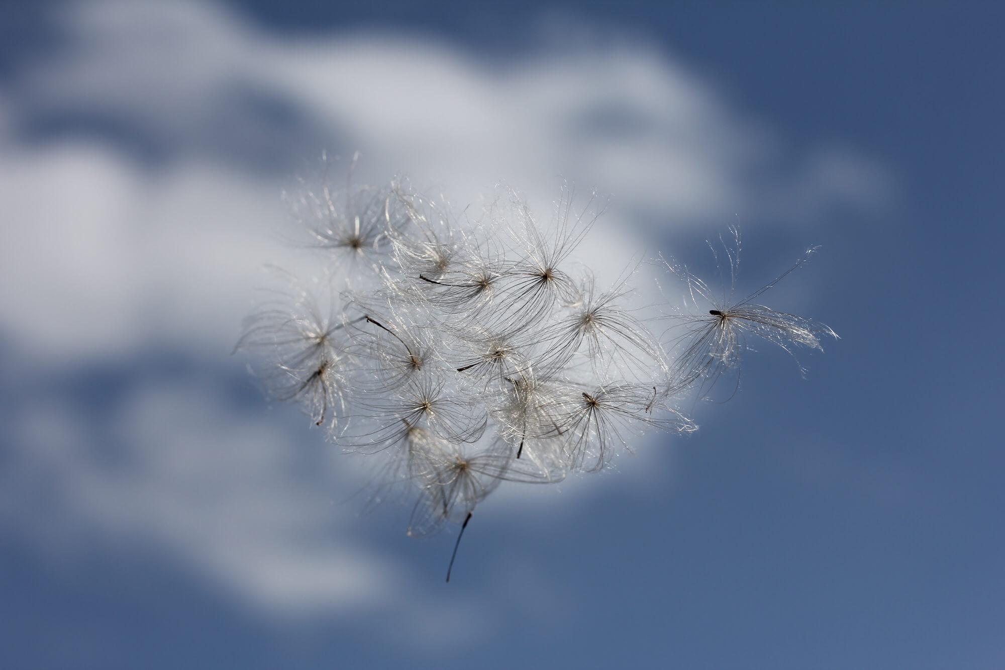 seed heads floating through a blue sky and clouds