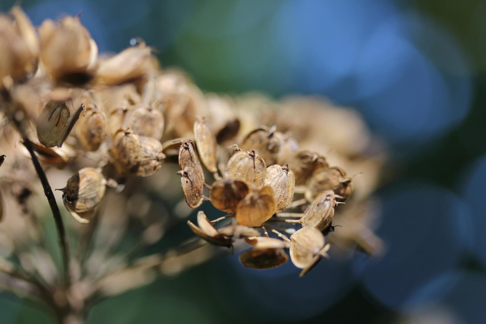 dried seed heads against deep blue sky
