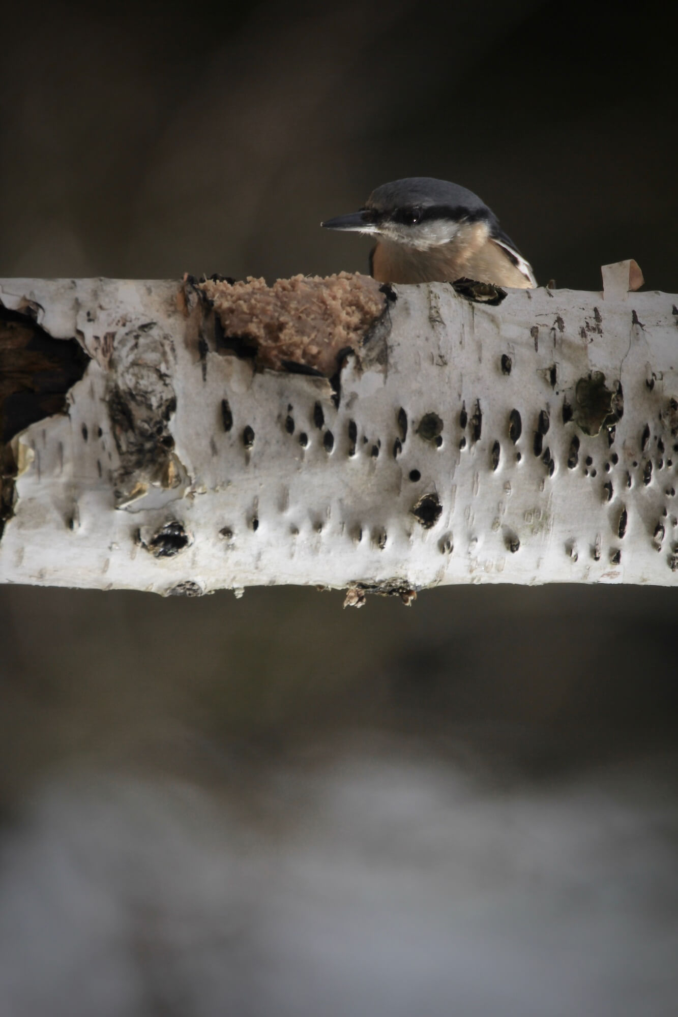 a blue tit with a white birch tree trunk