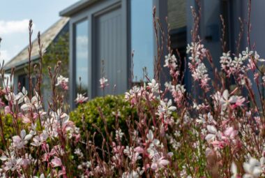 Gaura flowers in a Cornwall front garden