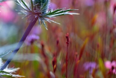 a blue sea holly flower against a pink floral background