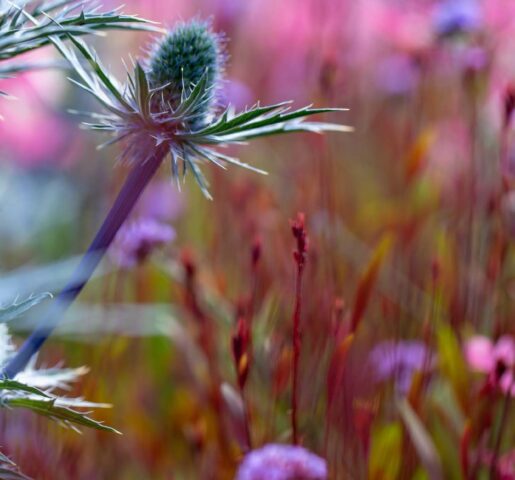 a blue sea holly flower against a pink floral background