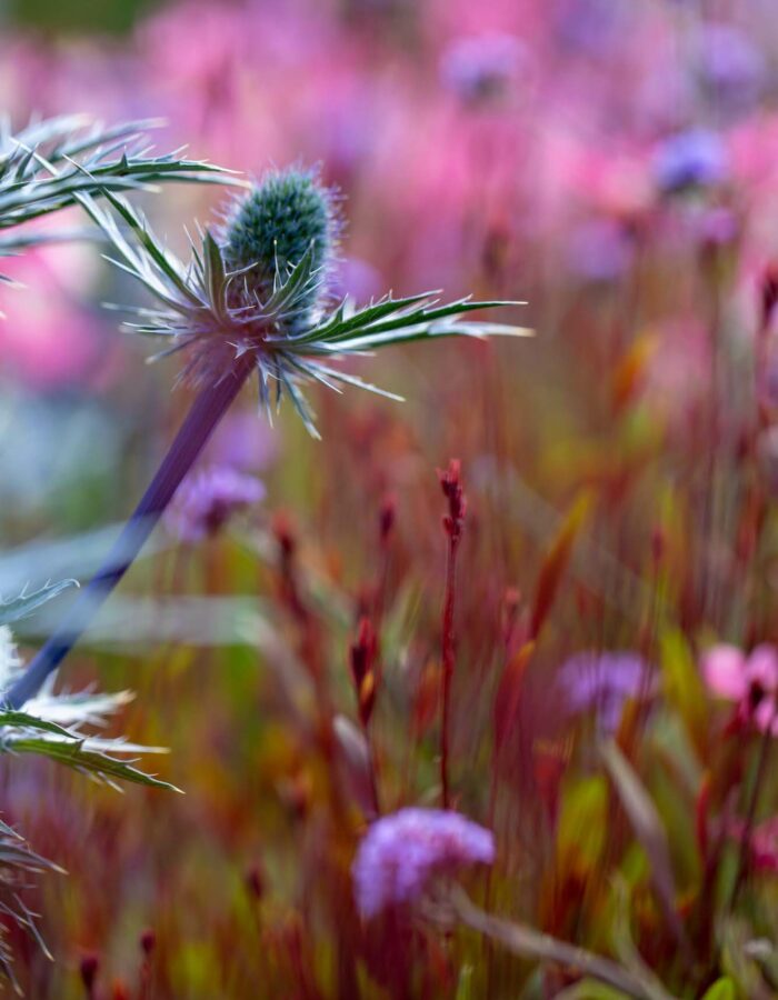 a blue sea holly flower against a pink floral background