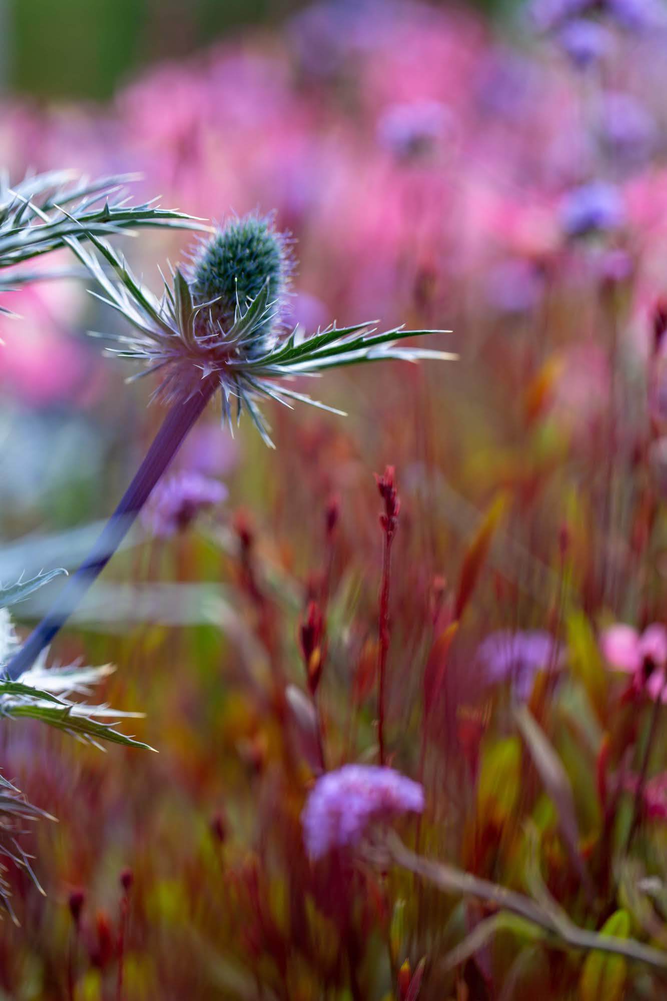 a blue sea holly flower against a pink floral background