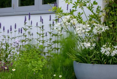 a coastal garden with herbs and a bowl of agapanthus