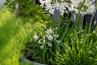 herb garden in Cornwall