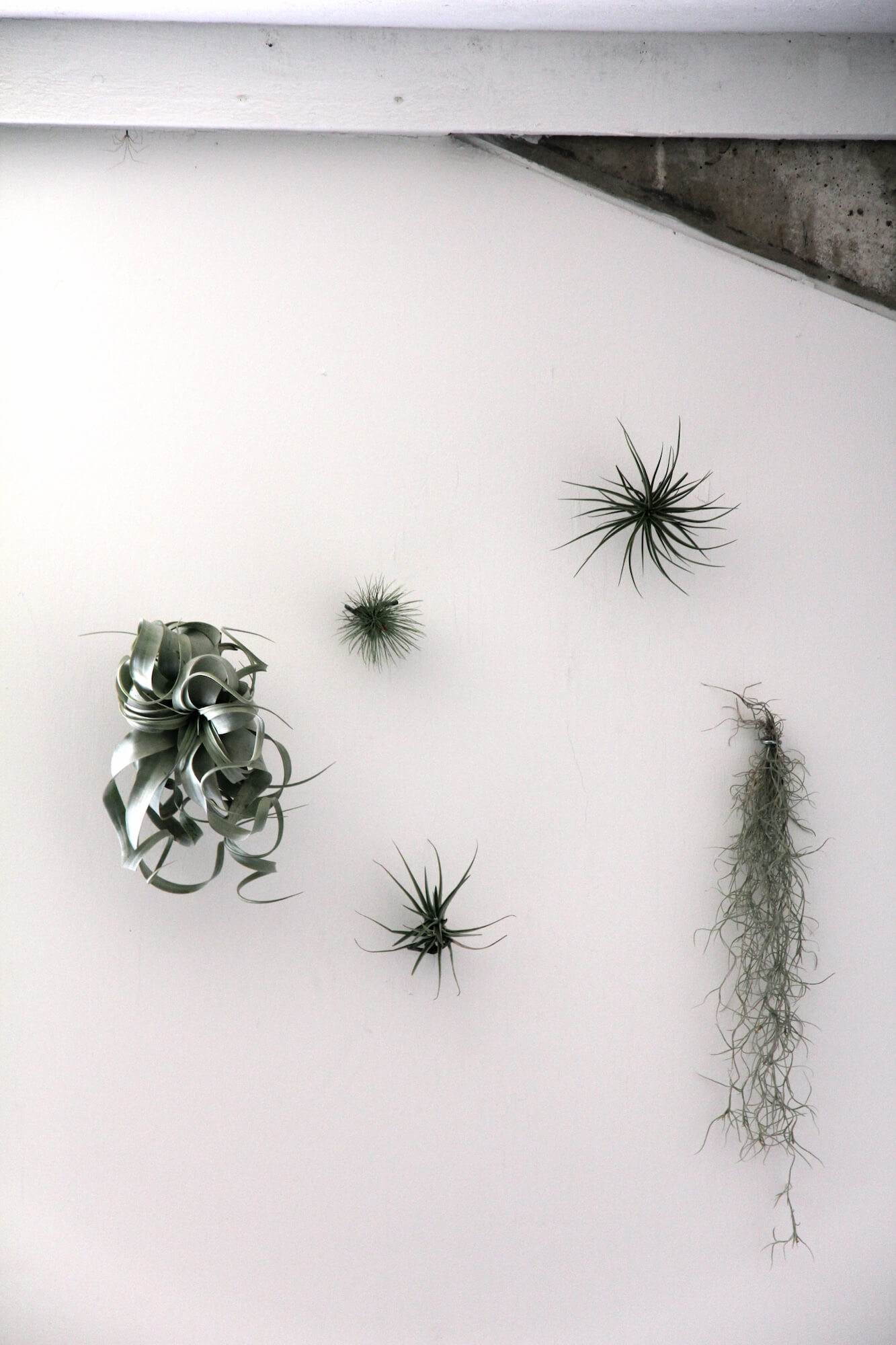 air plants growing out of an interior white wall