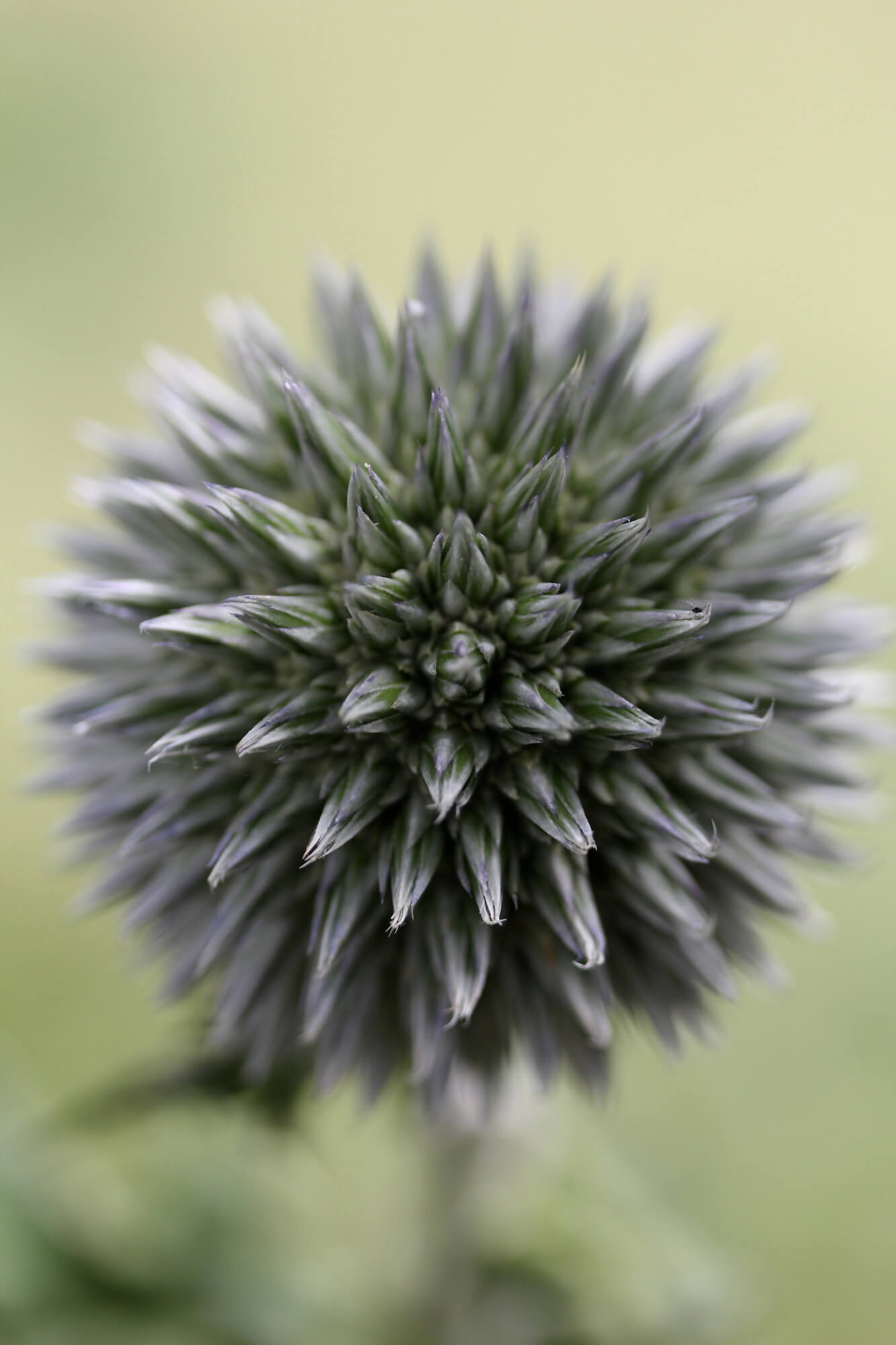 echinop flower globe head