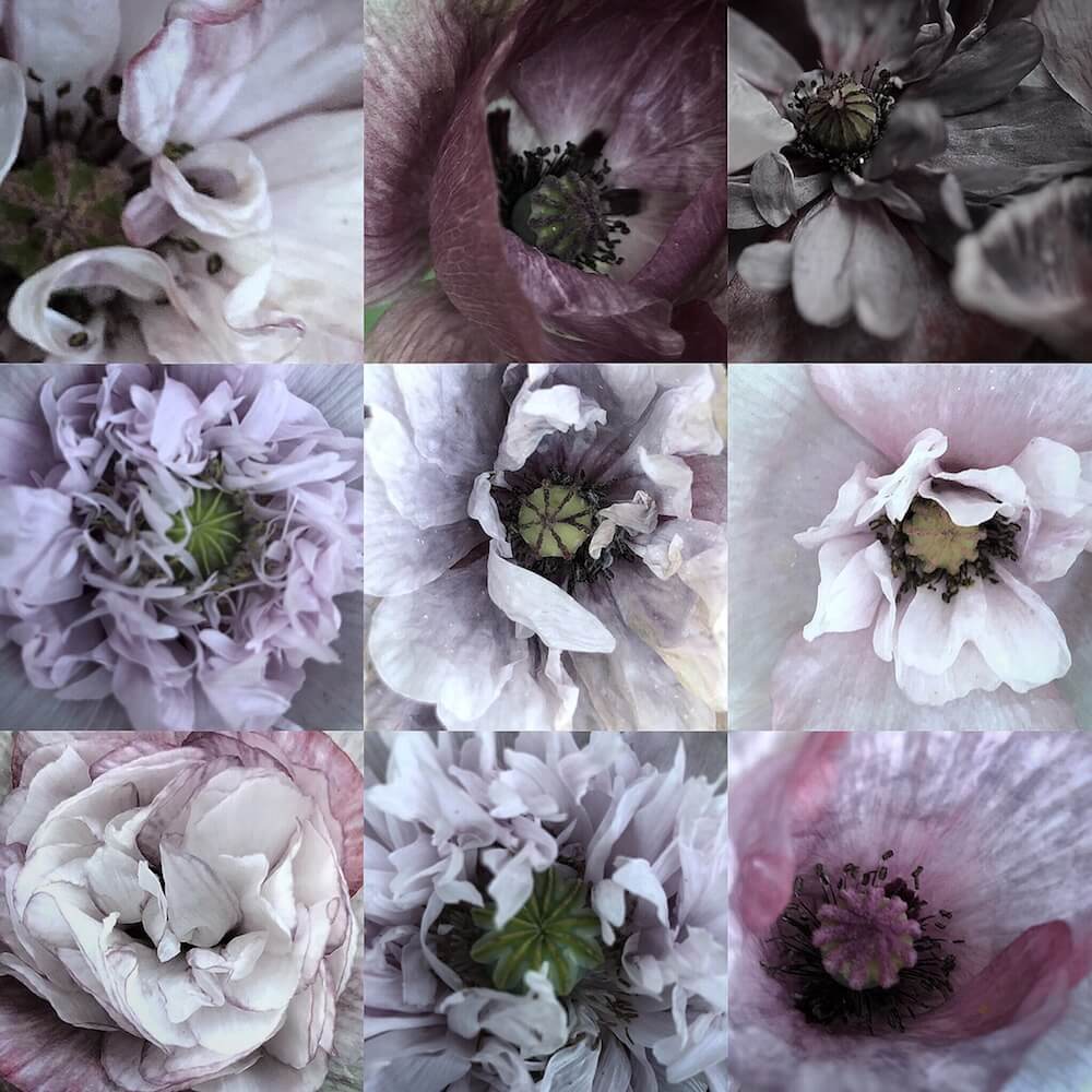 50 shades of grey Poppy flowers