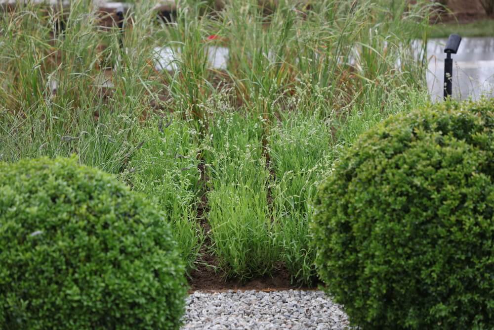 Buxus balls and Lavender front garden in Padstow Cornwall