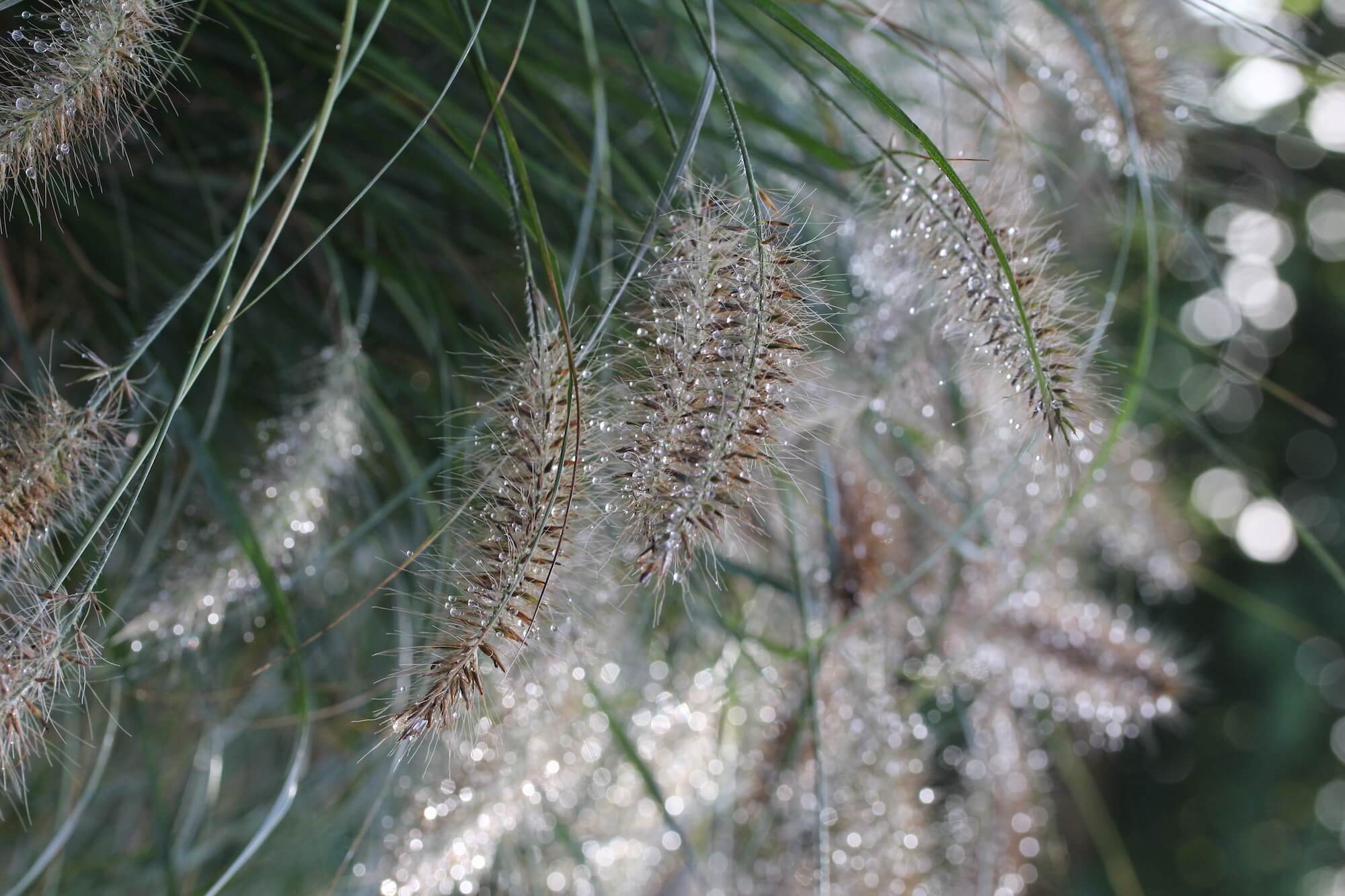 ornamental grasses with squirrels tail flowers covered in dew