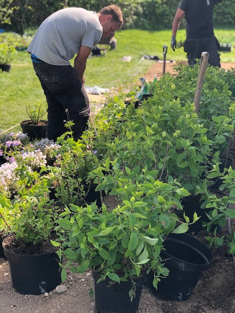 landscapers planting set our pots of plants in Cornwall garden