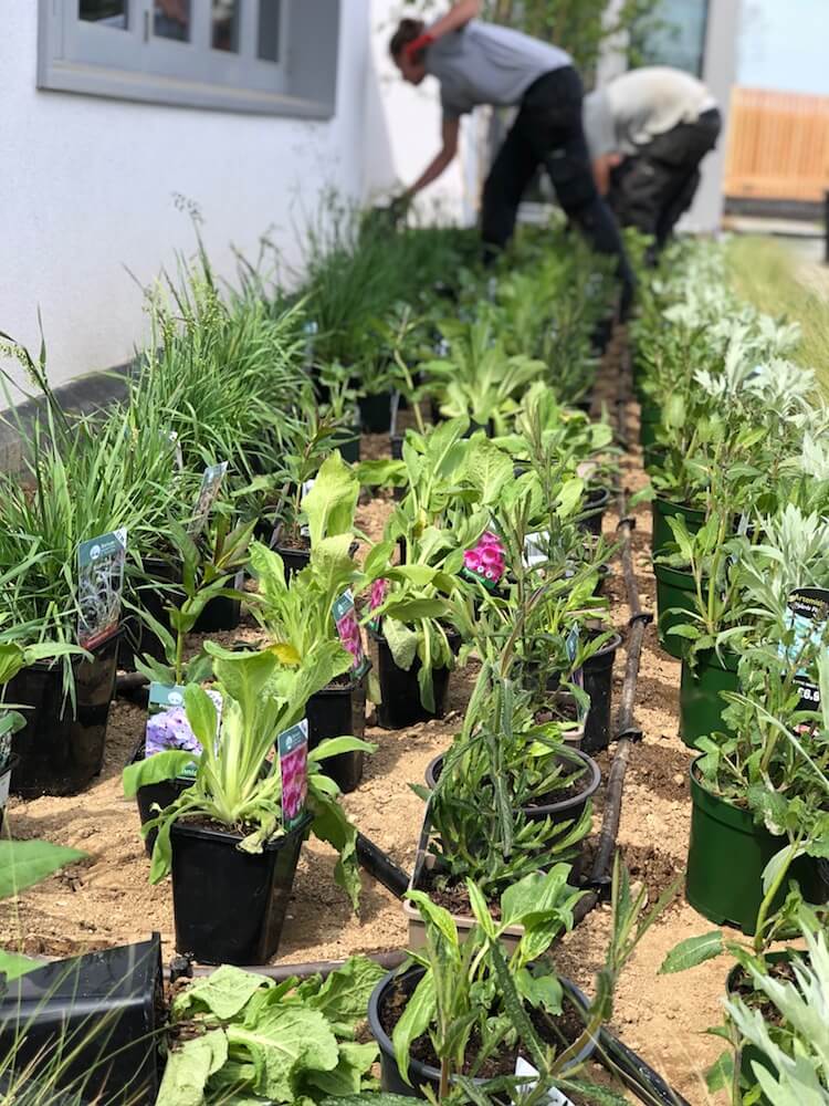 perennial plants being set out by landscapers in Cornwall ready for planting