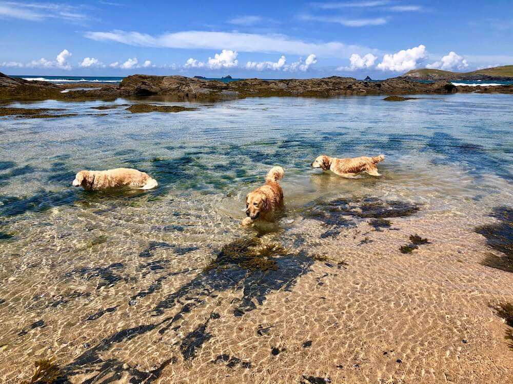 three golden retrievers paddling in Constane Bay with blue sky and waters