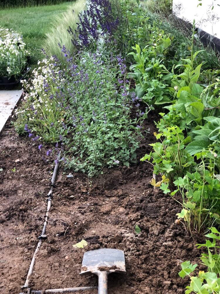 a shovel and irrigation next to newly set out plants in mud