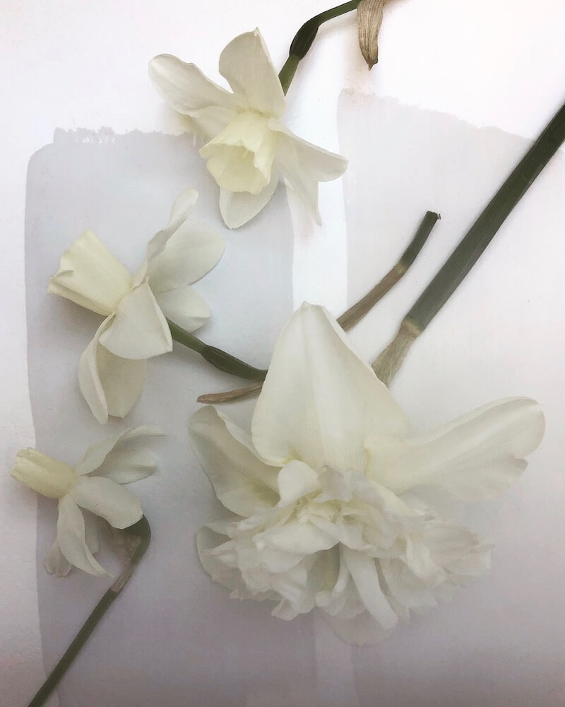 white daffodils an swatches of painted greys
